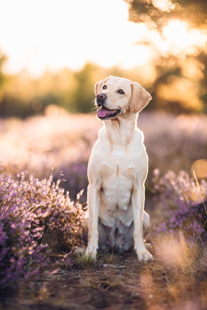 098A2563_TierfotografieNataschaHoffmann