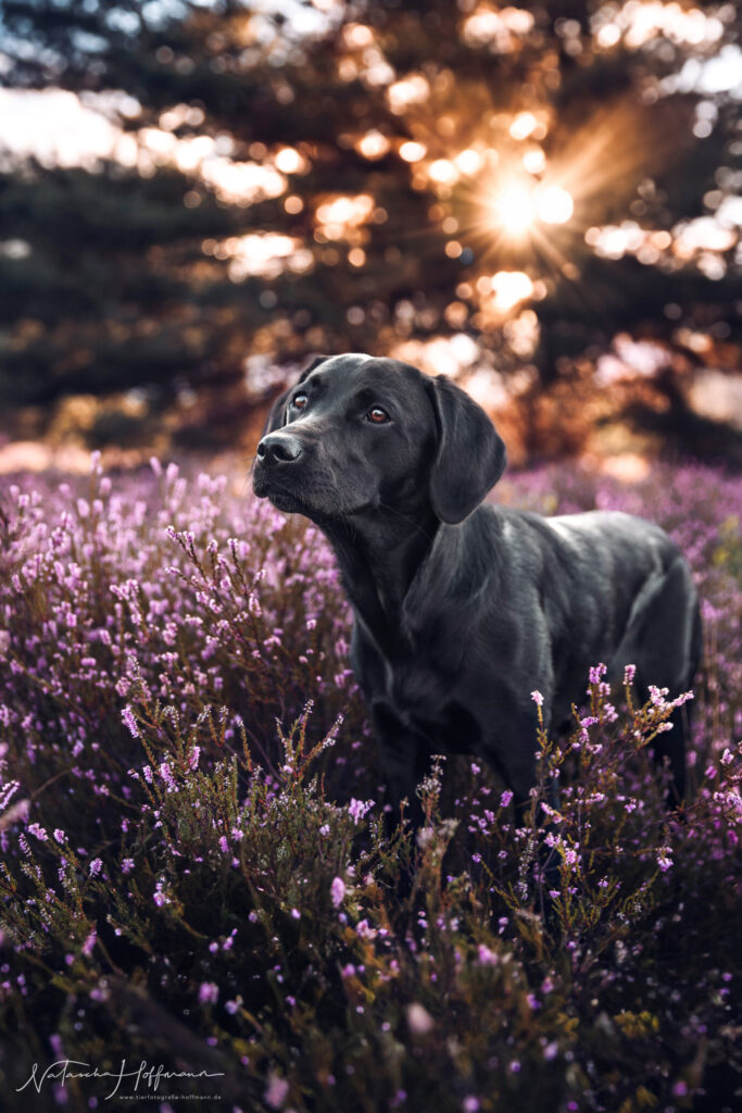 RZ_098A2374_TierfotografieNataschaHoffmann Kopie