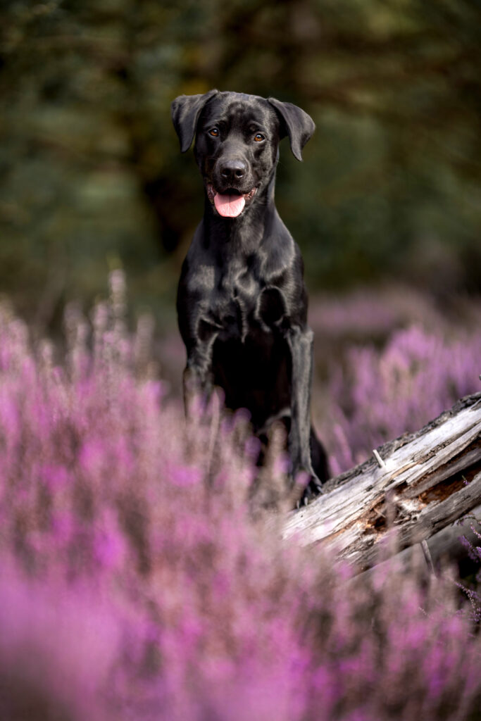 RZ_098A8604NataschaHoffmannTierfotografie Kopie_web