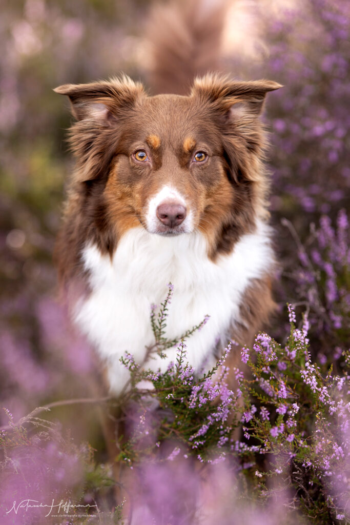 RZ_098A8973NataschaHoffmannTierfotografie_Web