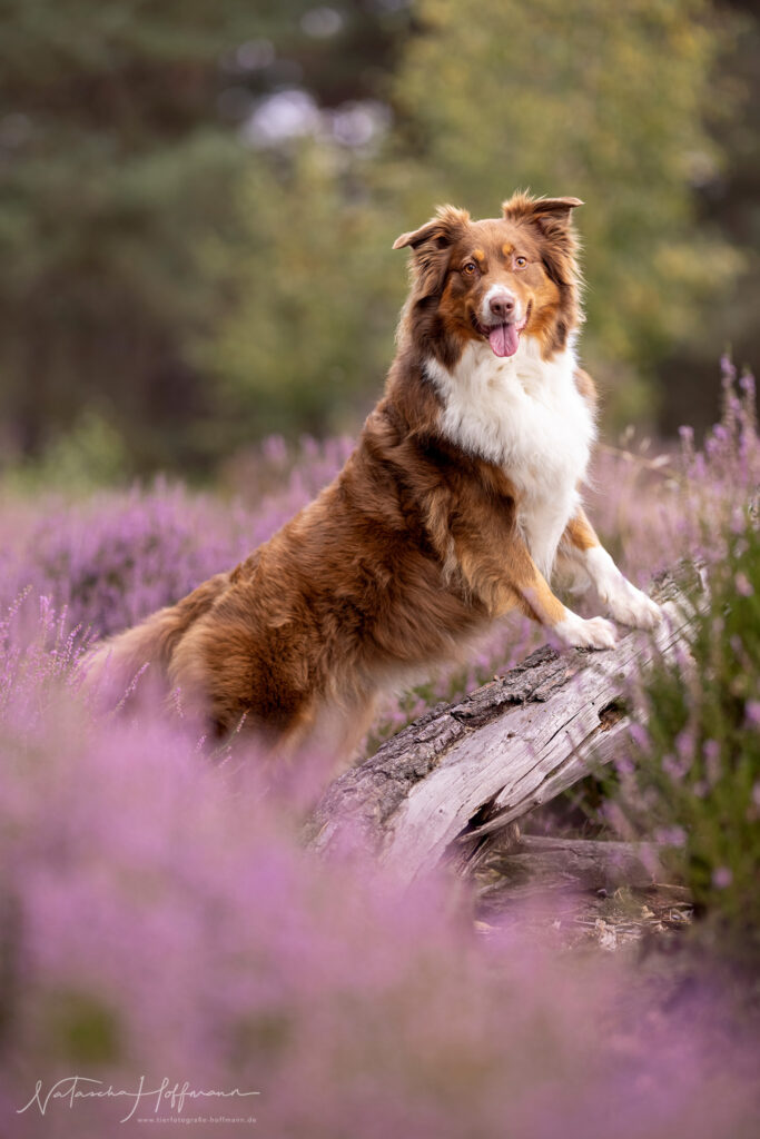 RZ_098A9463NataschaHoffmannTierfotografie_web