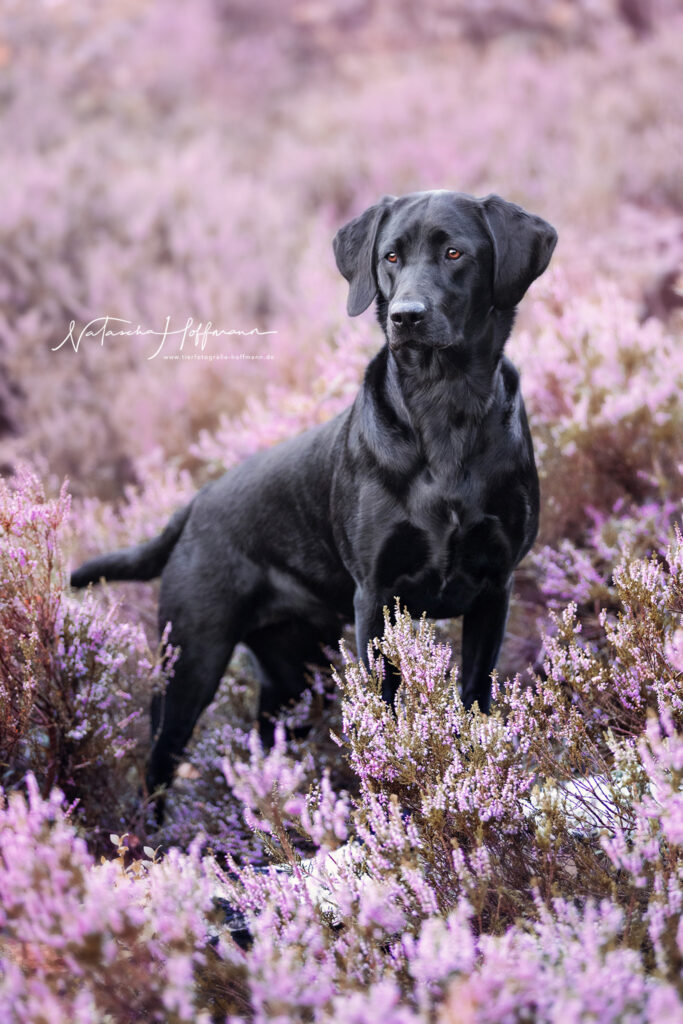 RZ_82A4705TierfotografieNataschaHoffmann